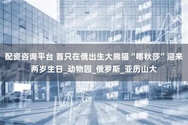 配资咨询平台 首只在俄出生大熊猫“喀秋莎”迎来两岁生日_动物园_俄罗斯_亚历山大